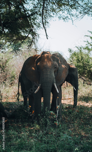 lonely elephant in tree shadow  safari in south africa  african continent