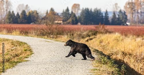 Bear in British Columbia Canada. Running bear on the park road in autumn sunny day.