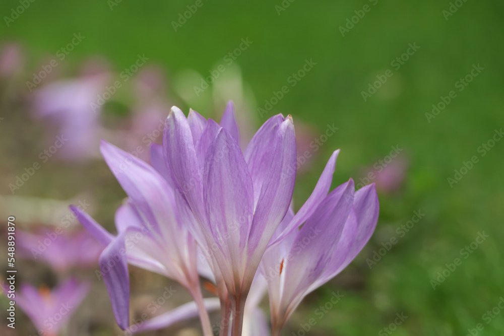Fototapeta premium Beautiful autumn crocus flower growing outdoors, closeup