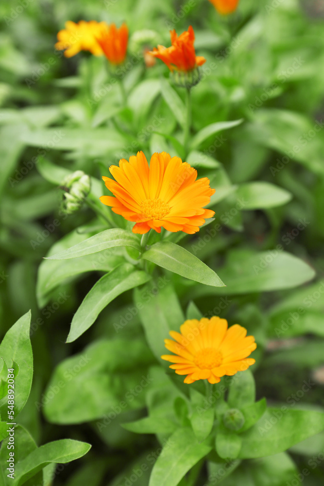 Beautiful colorful calendula flowers growing in garden Beautiful colorful calendula flowers growing in garden