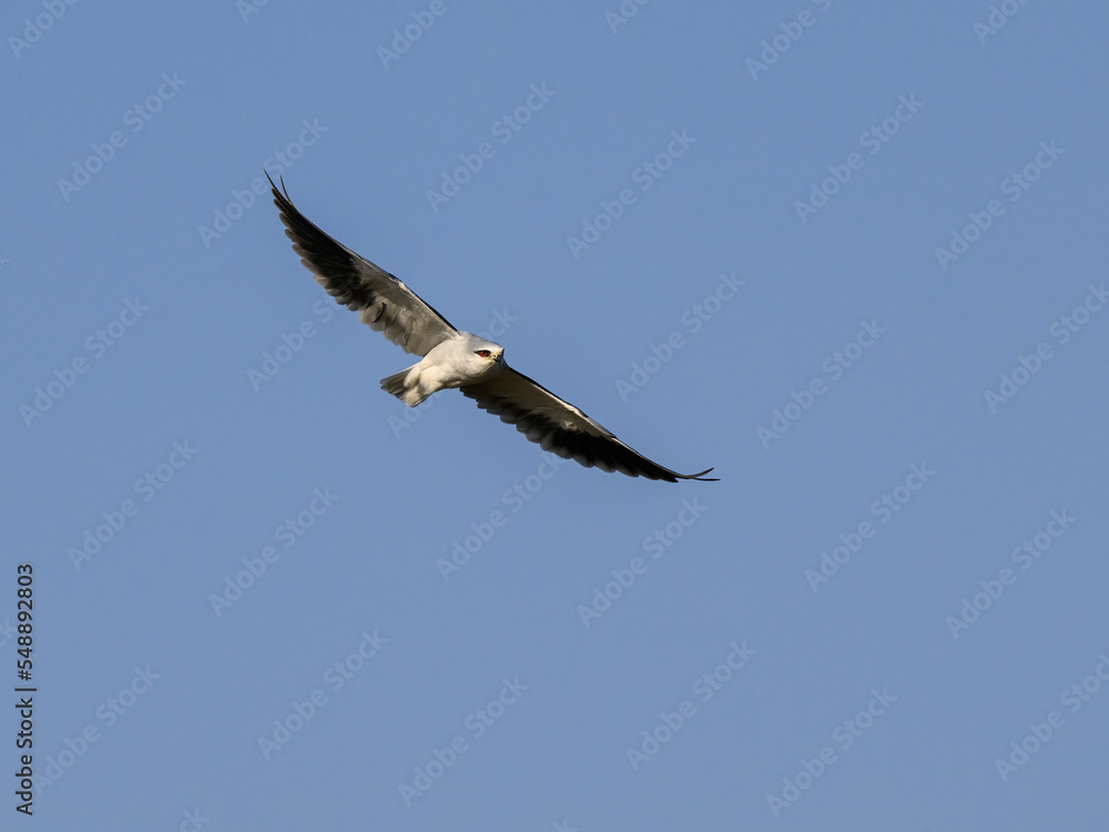 Fototapeta premium Black-winged Kite flying against blue sky