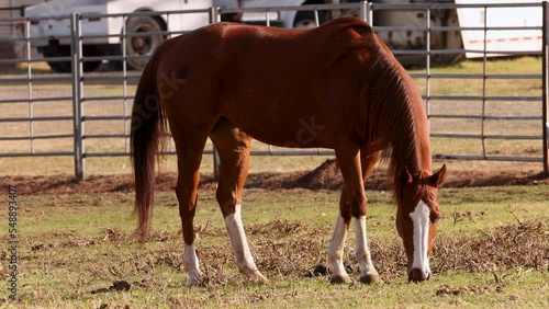 Chestnut horse (mare) with white socks grazin outside stable photo