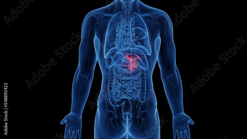 3d rendered medical animation the gallbladder and biliary tree of an adult male. photo