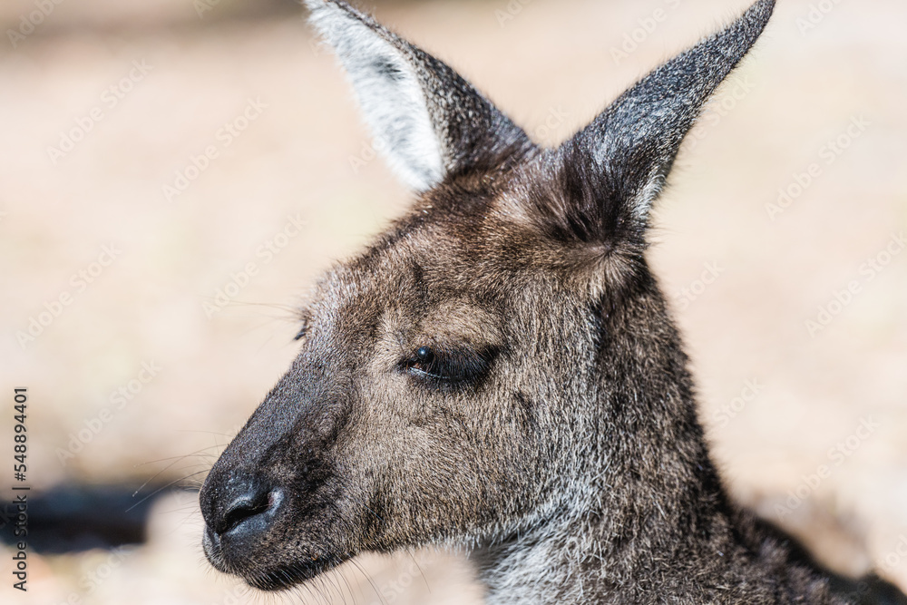Close-up of Western Grey Kangaroo. One of the largest macropods in Australia.