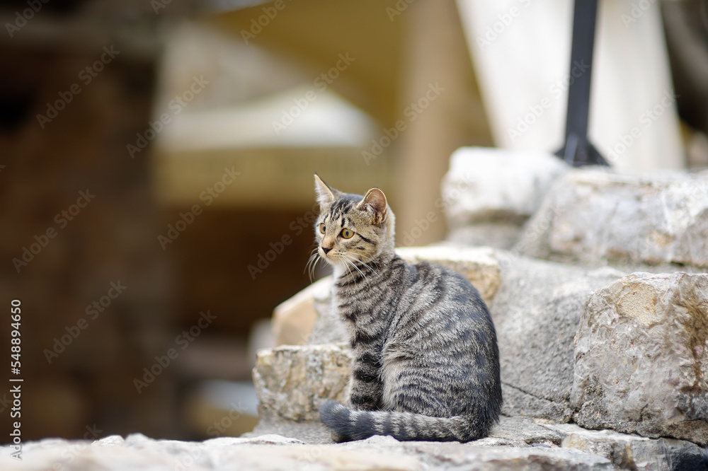 Wild cat on the streets of the Kotor old town, Montenegro. Cats are one of the attractions of Kotor. Wild cat on the streets of the Kotor old town, Montenegro. Cats are one of the attractions of Kotor.
