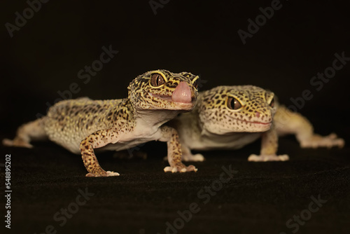 A pair of leopard geckos are getting ready to mate. This reptile has the scientific name Eublepharis macularius.