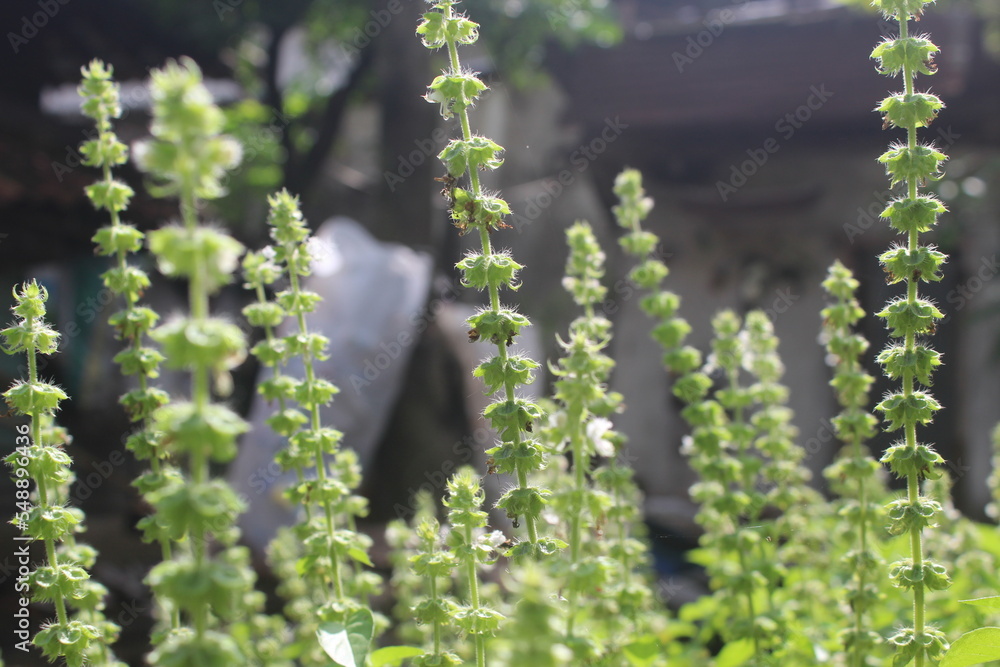 basil flowers that grow thickly basil flowers that grow thickly