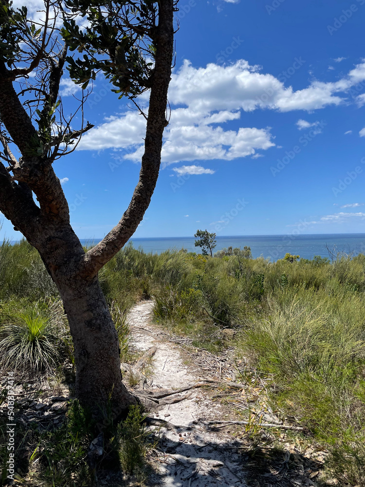 Tree on a cliff