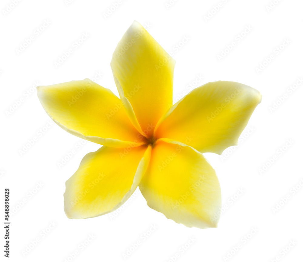 Tropical flowers frangipani (plumeria) isolated on transparent png - obrazy, fototapety, plakaty 
