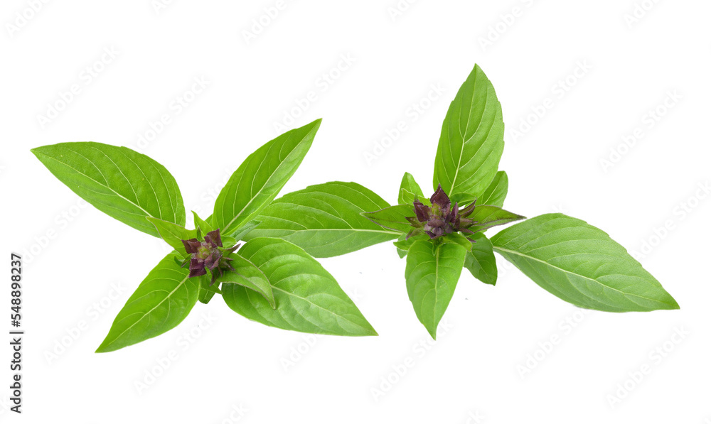 Fototapeta premium basil leaves isolated on transparent png
