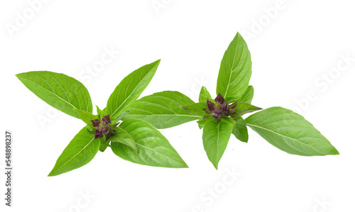  basil leaves isolated on transparent png