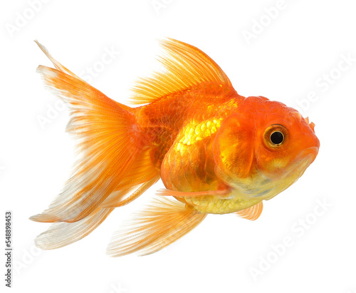 Leinwand Poster gold fish isolated on transparent png