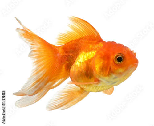 Panel kuchenny z motywem gold fish isolated on transparent png