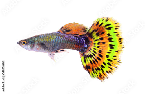 guppy fish isolated on transparent png