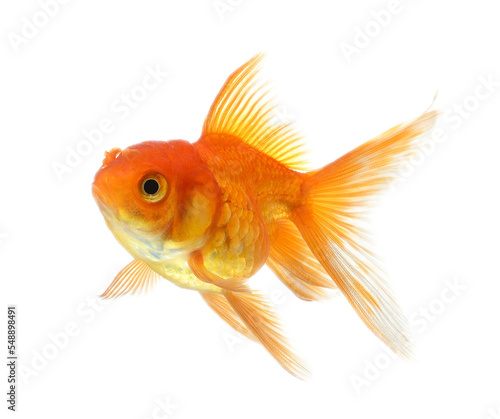 Obraz na plátně gold fish isolated on transparent png