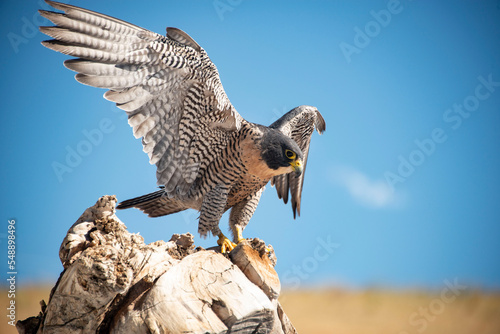 Peregrine Falcon closeup landing on wooden tree stump of meadow in Colorado, USA
