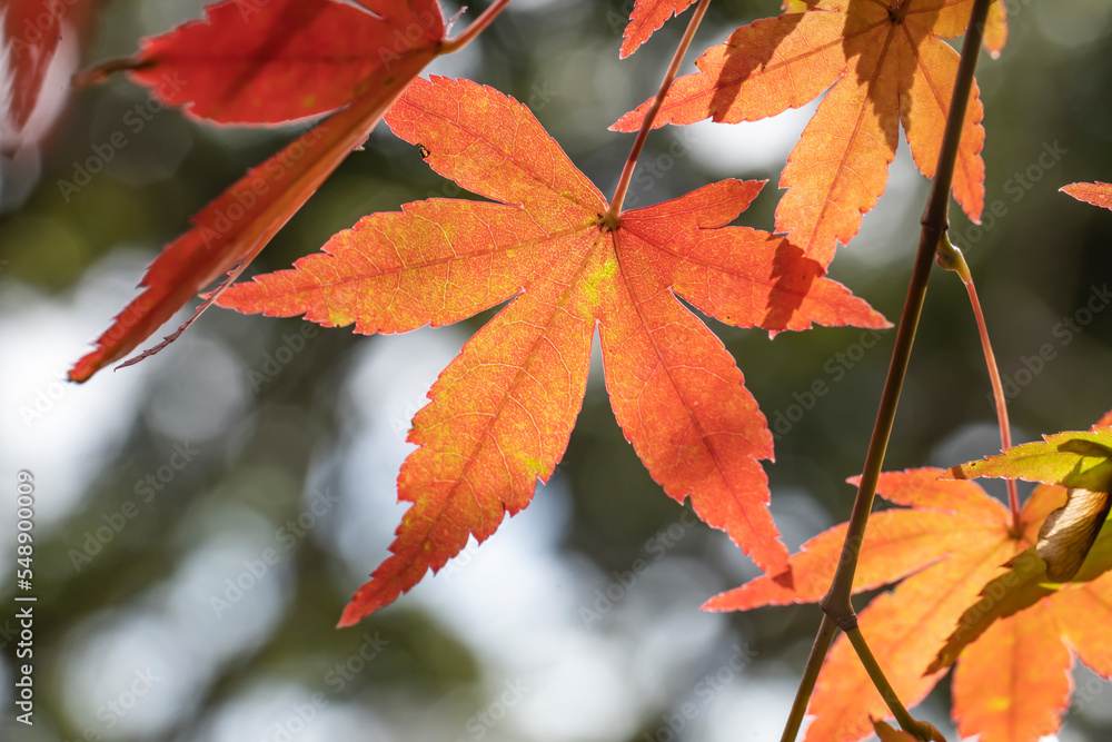 秋の山林　木漏れ日の日が当たる紅葉のモミジの葉・風に揺れるスローモーション・木漏れ日　アウトドア・ハイキング