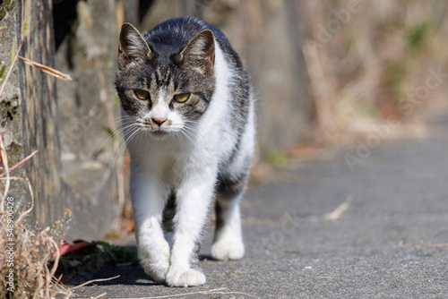 猫
cat in the garden