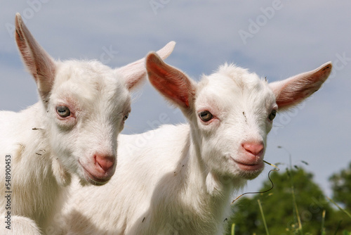 子ヤギ
two goats