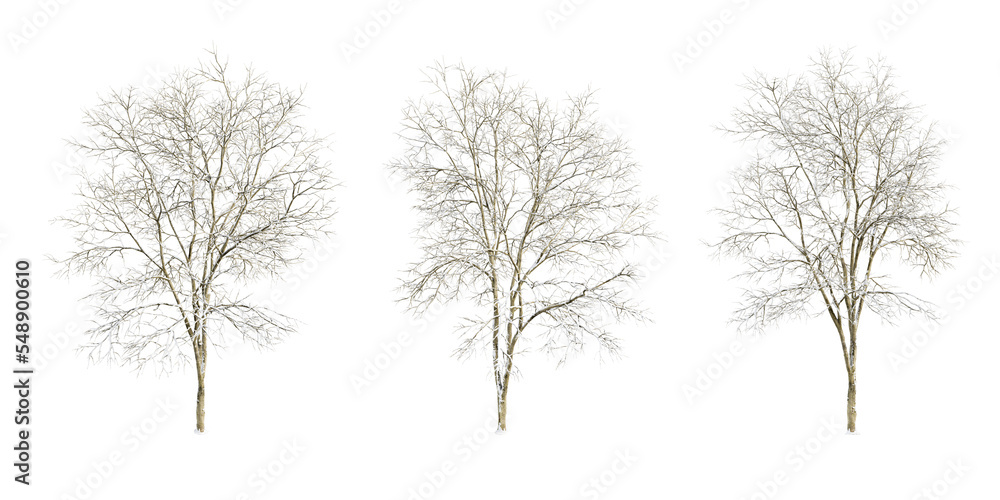 Fototapeta premium Winter tree isolated on white