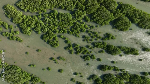 Static Cinematic Aerial Drone Top Down Shot of Mangroves in Brazil photo