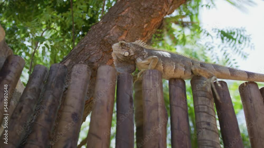 Iguana Reptile Walking on wooden fence in nature during sunny day,slow Motion close up Iguana Reptile Walking on wooden fence in nature during sunny day,slow Motion close up