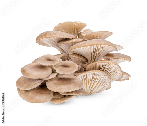 Oyster mushroom isolated on transparent background (.PNG)