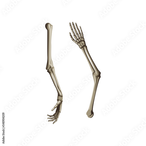 Realistic human skeleton arms cartoon illustration. Side and back view of human skeletal system. Bones of arms on white background. Anatomy, science, biology concept