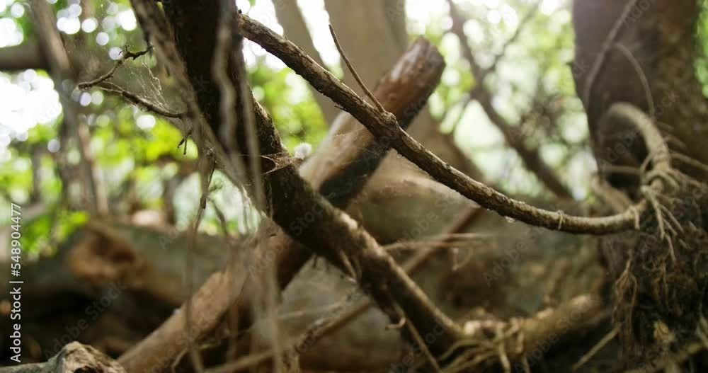 Wide of empty woods with spiderweb moving with the wind Wide of empty woods with spiderweb moving with the wind