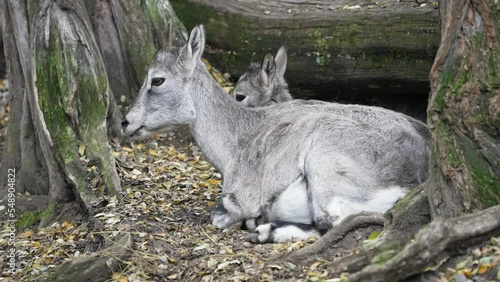 Two brahals resting among trees photo