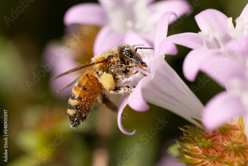 A bee covered in pollen grains while it visits a light purple / pink flower in Sarasota County, Florida