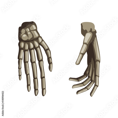Realistic human skeleton hands cartoon illustration. Front and side view of human skeletal system. Bones of hands on white background. Anatomy, science, biology concept