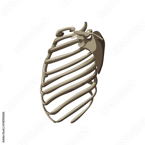 Realistic human skeleton rib cage side profile illustration. Side view of human skeletal system. Rib cage on white background. Anatomy, science, biology concept