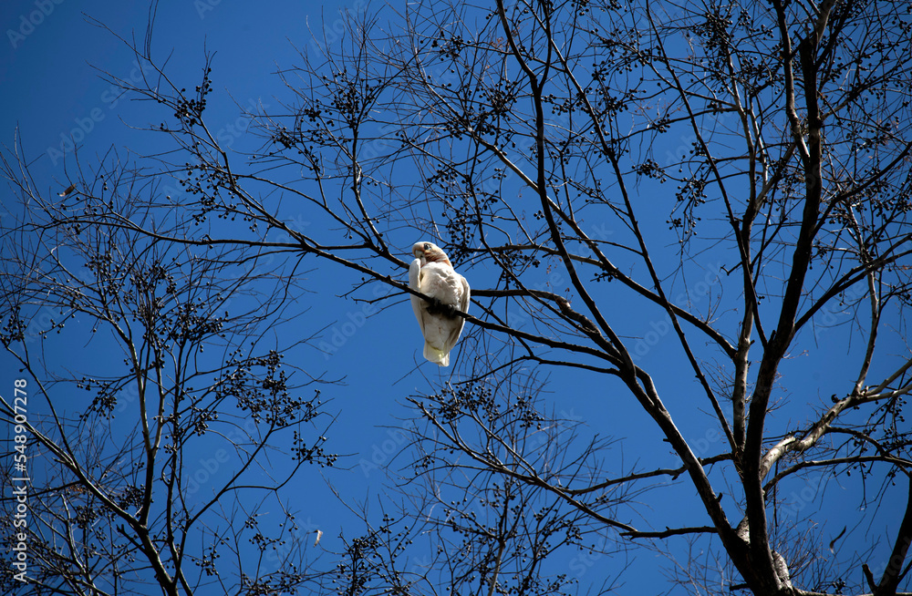 Little Corella (Cacatua sanguinea) Little Corella (Cacatua sanguinea)
