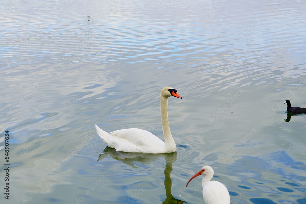 Obraz premium Landscape of lake Morton in city center of lakeland Florida
