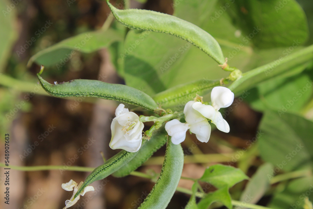 A lima bean, also commonly known as the butter bean, sieva bean, double bean, Madagascar bean, or wax bean is a legume grown for its edible seeds or beans. A lima bean, also commonly known as the butter bean, sieva bean, double bean, Madagascar bean, or wax bean is a legume grown for its edible seeds or beans.