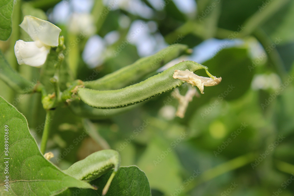 Naklejka premium A lima bean, also commonly known as the butter bean, sieva bean, double bean, Madagascar bean, or wax bean is a legume grown for its edible seeds or beans.