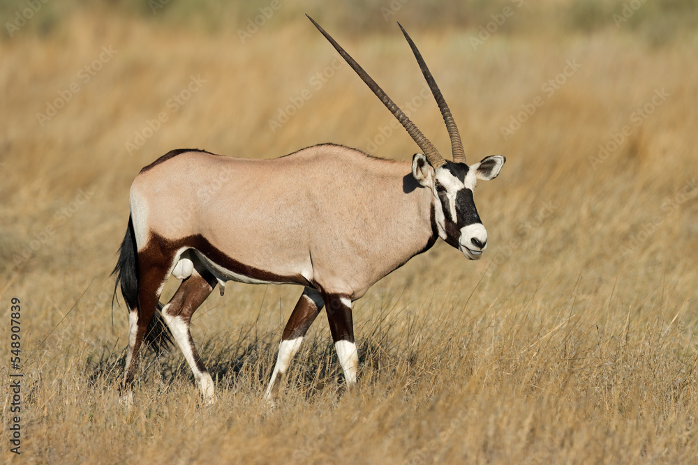 A gemsbok antelope (Oryx gazella) in natural habitat, Kalahari desert, South Africa. A gemsbok antelope (Oryx gazella) in natural habitat, Kalahari desert, South Africa.