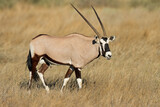 A gemsbok antelope (Oryx gazella) in natural habitat, Kalahari desert, South Africa.