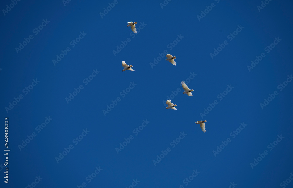 Fototapeta premium Little Corella (Cacatua sanguinea)