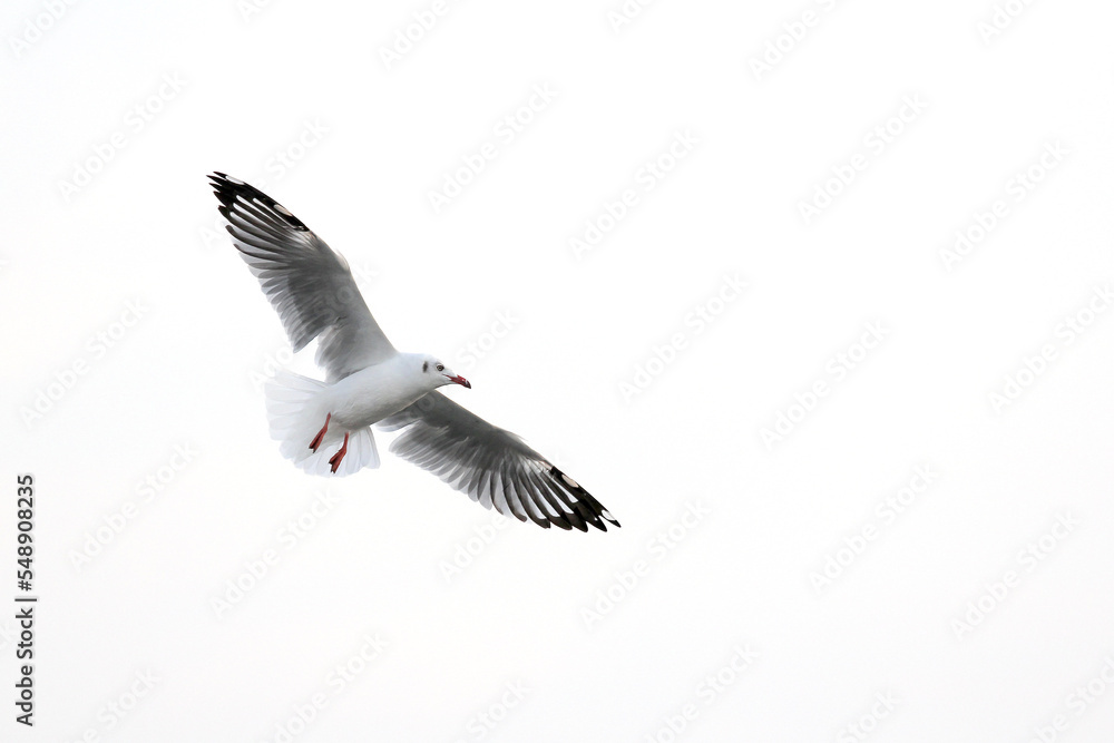 Seagull spread wings flying isolated on white background Emphasis on bird-specific lighting conditions and blank space on the right.
Seagull spread wings flying isolated on white background Emphasis on bird-specific lighting conditions and blank space on the right.