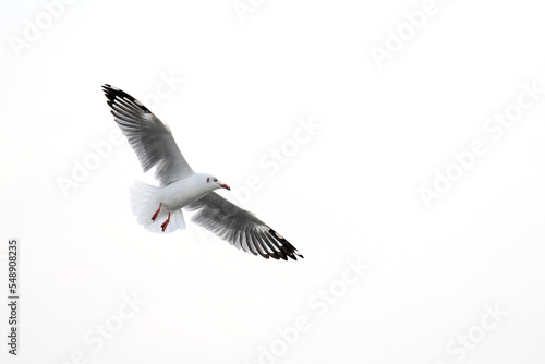 Seagull spread wings flying isolated on white background Emphasis on bird-specific lighting conditions and blank space on the right. 