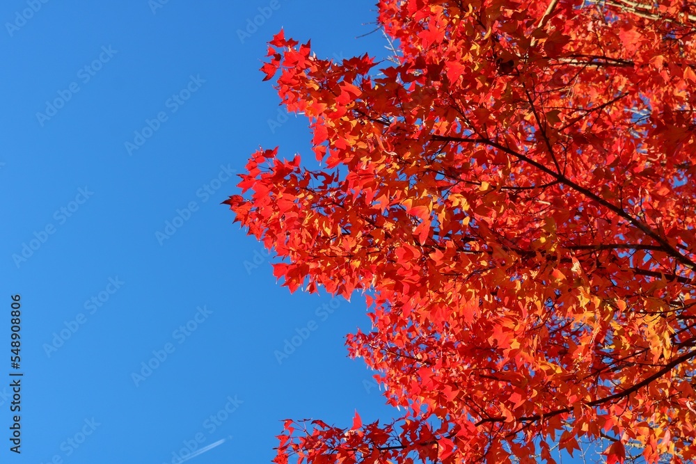 青空と紅葉 秋の風景 青空と紅葉 秋の風景