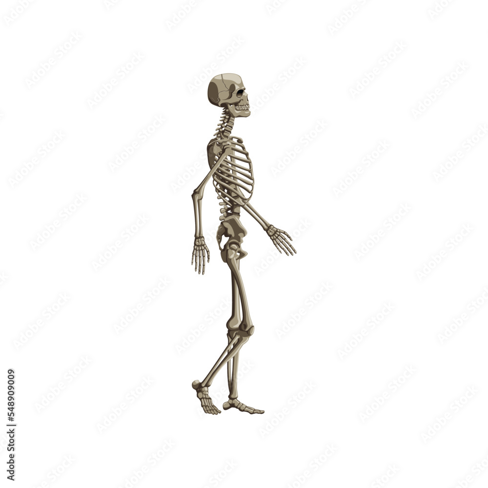 Realistic Human Skeleton Full Body Side View Illustration Side View Of Human Skeletal System 8366