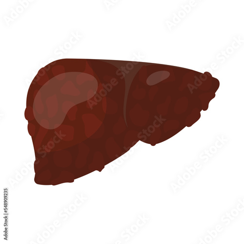 Liver fibrosis or cirrhosis of sick patient cartoon illustration. Liver disease or cancer, internal human organ isolated on white background. Biology, medicine, health concept