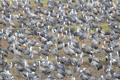 Flock of hooded cranes in rice field