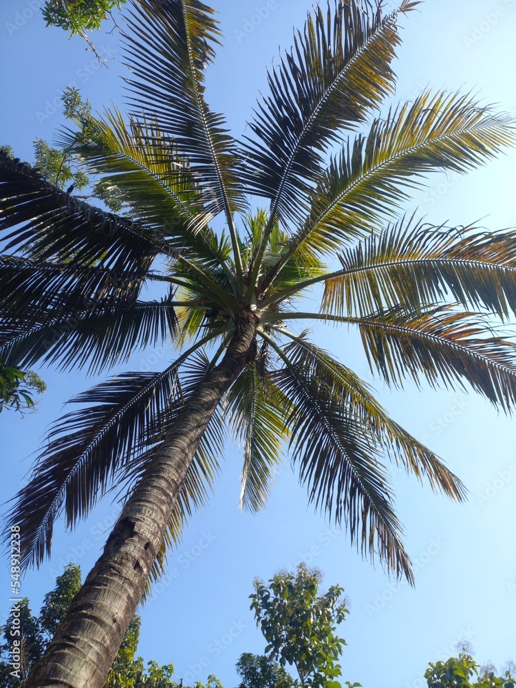 Obraz premium coconut trees