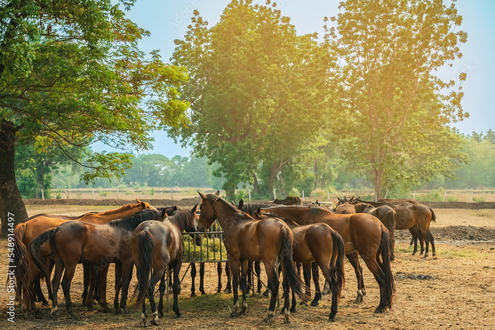Horses grazing in field in evening. Many horses on pasture in sunset light. Majestic brown horses pasturing in warm spring sunshine. Herd of horses eating grass and straw in field. Animals and food. Horses grazing in field in evening. Many horses on pasture in sunset light. Majestic brown horses pasturing in warm spring sunshine. Herd of horses eating grass and straw in field. Animals and food.
