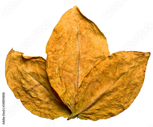 dry tobacco leafs photo
