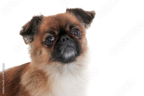 portrait dog isolated, png file